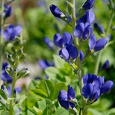 Blue Wild Indigo